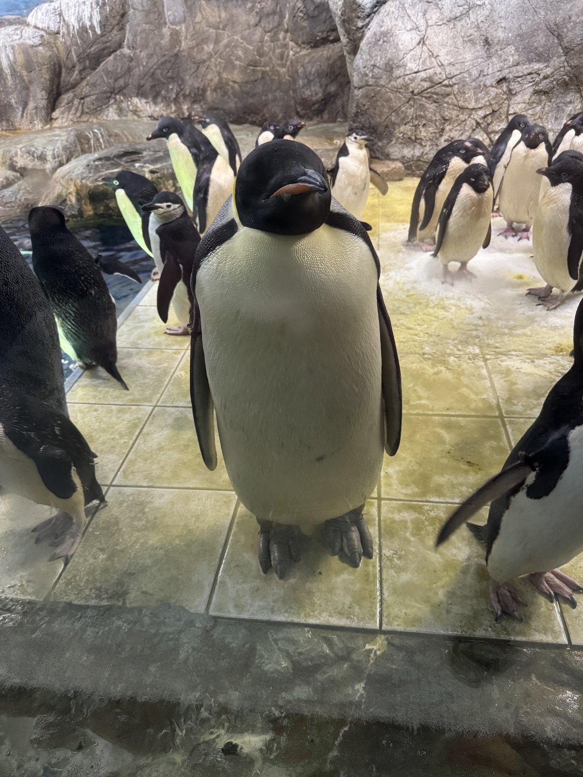 アドベンチャーワールドのペンギン